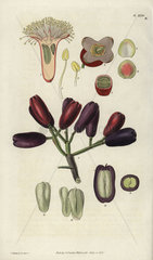 Caryophyllus aromaticus or Syzygium aromaticum Clove spice