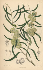 Eucalyptus stricta  native of New South Wales  Australia.