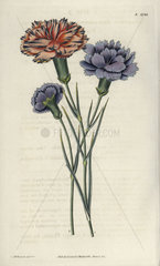 Varieties of picotees Dianthus caryophyllus