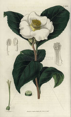 Single white-flowered camellia Camellia japonica flore simplici albo