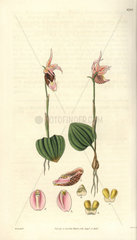 Calypso borealis Northern calypso orchid