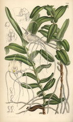 Angraecum germinyanum  white orchid native of Madagascar.
