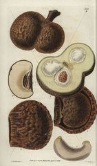 Caryocar nuciferum Souari or butter-nut plant