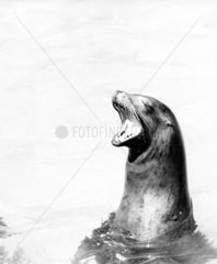 gaehnender Seehund