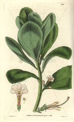 Scaevola koenigii (S. taccada) Shrubby east-indian scaevola
