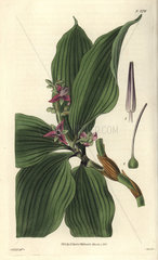 Dichorisandra oxypetala Sharp-petaled dichorisandra