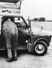 Junger Elefant im Auto
