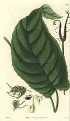 Dorstenia ceratosanthes Cleft dorstenia