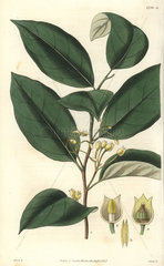 Myristica officinalis Aromatic  or the true nutmeg tree