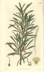 Acacia mucronata Mucronated acacia