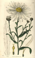 Pyrethrum uligonosum Large-flowered marsh ox-eye