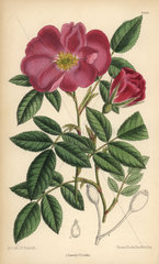 Rosa incarnata  carnation rose  native to France.