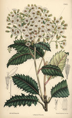 Olearia macrodonta  white flower native to New Zealand.