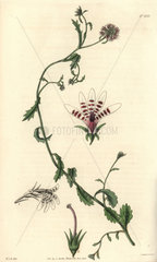 Corymbose African lobelia Lobelia corymbosa