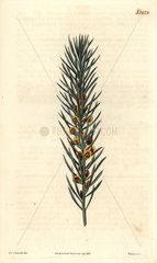 Needle-leaved daviesia Daviesia acicularis