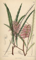 Grevillea aspleniifolia  pink evergreen plant native to New South Wales  Australia