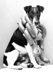 Hund mit Wurstkette um den Hals
