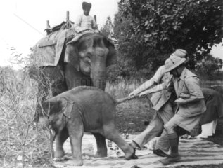 Elefantenbaby Jagd