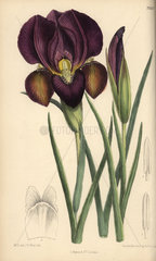 Iris barnumae  purple iris native of Armenia