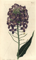 Large-flowered dame's violet Hesperis grandiflora