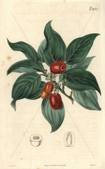 Cornelian cherry Cornus mascula