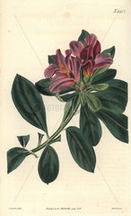 Cluster-flowered Indian azalea Azalea indica