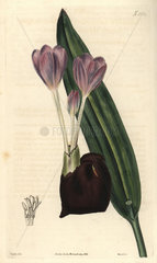 Crocus-flowered meadow-saffron Colchicum crociflorum