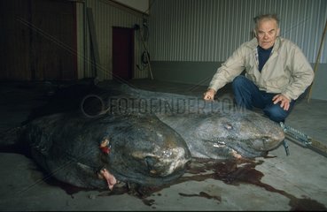 Mann posiert mit toten Haien