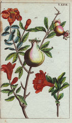 Pomegranate plant with crimson flowers and fruit. Punica granatum