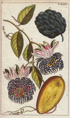 Sugar apple and passionfruit with passionflowers Annona squamosa and Passiflora laurifolia