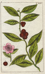Tea plant with pink flowers  tea leaves and fruit. Camellia sinensis (Thea bohea)