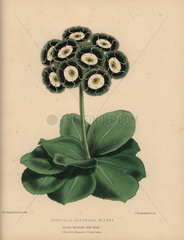 Auricula with green  black and white rosette flowers Auricula Alderman Wisbey