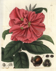 Camellia reticulata Captain Rawe's camellia
