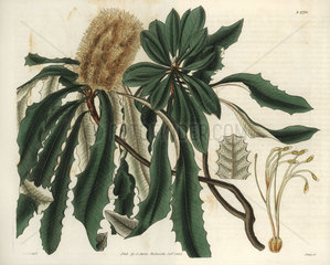Banksia integrifolia Entire-leaved banksia
