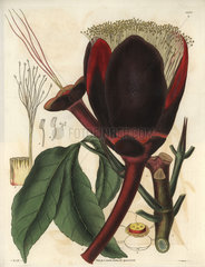 Caryocar nuciferum Souari or butter nut plant