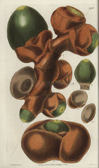 Spadix of the female double coconut or Seychelles-Island cocoa-nut Lodoicea sechellarum
