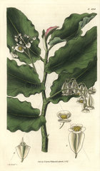 Begonia undulata Waved-leaved begonia