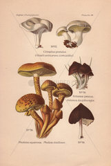 Edible sweetbread mushroom Clitopilus prunulus  shaggy Pholiota squarrosa  and Nolanea pascua mushrooms.