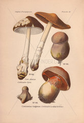Cortinar or webcap mushrooms Cortinarius elatior and C. traganus.