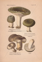 Edible mushroom (Russula virescens) and the suspect mushrooms Russula furcata and R. nigricans.
