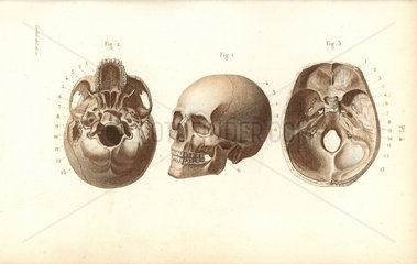 Views of the skull