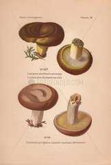 Ugly milk-cap mushroom Lactarius plumbeus var. turpis and poisonous fire-milk lactarius mushroom Lactarius pyrogalus.