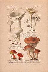 Edible mushrooms: Hygrophorus eburneus  H. niveus and H. pratensis. and suspect H. coccineus.
