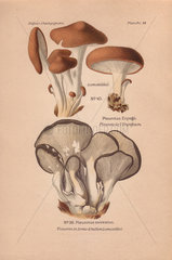 Edible king trumpet  french horn  king oyster or eringi mushroom (Pleurotus eryngii) and edible tree oyster mushroom (Pleurotus ostreatus).