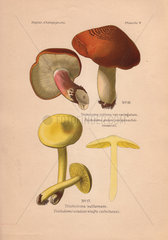 The suspect Tricholoma rutilans rust-coloured mushroom and poisonous lemon yellow Sulphur tricholoma (Tricoloma sulfureum).