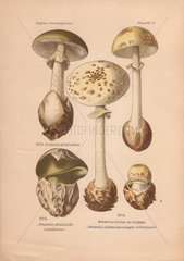 Poisonous mushrooms: Death cap mushroom (Amanita phalloides) and false death cap (Amanita citrina).