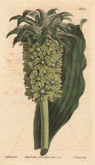 Undulated-leaved eucomis  with green flowers  from South Africa. Eucomis undulata