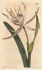American pancratium with white fragrant flowers. Pancratium rotatum