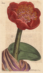 Salmon-colored blood flower with large deep scarlet flower. Native of South Africa. Haemanthus coccineus