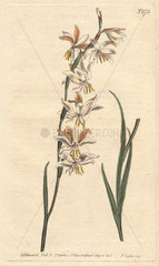 Nodding-flowered ixia with white  orange and yellow veined flowers. Ixia radiata